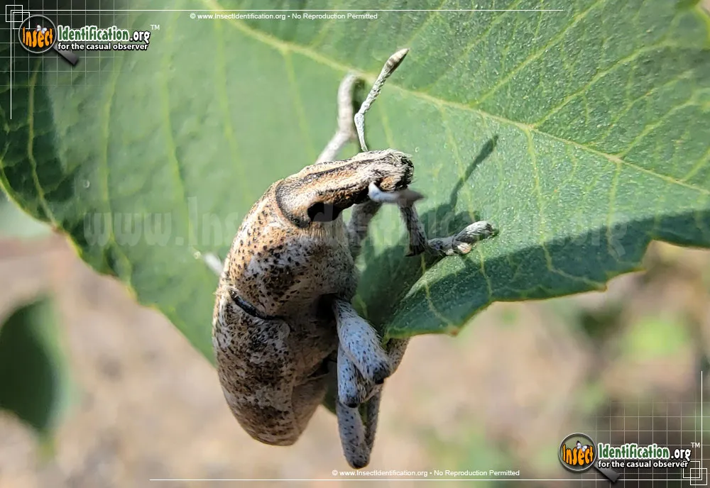 Knapweed Root Weevil - photo 5