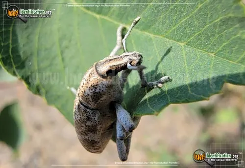 Knapweed Root Weevil - photo 6