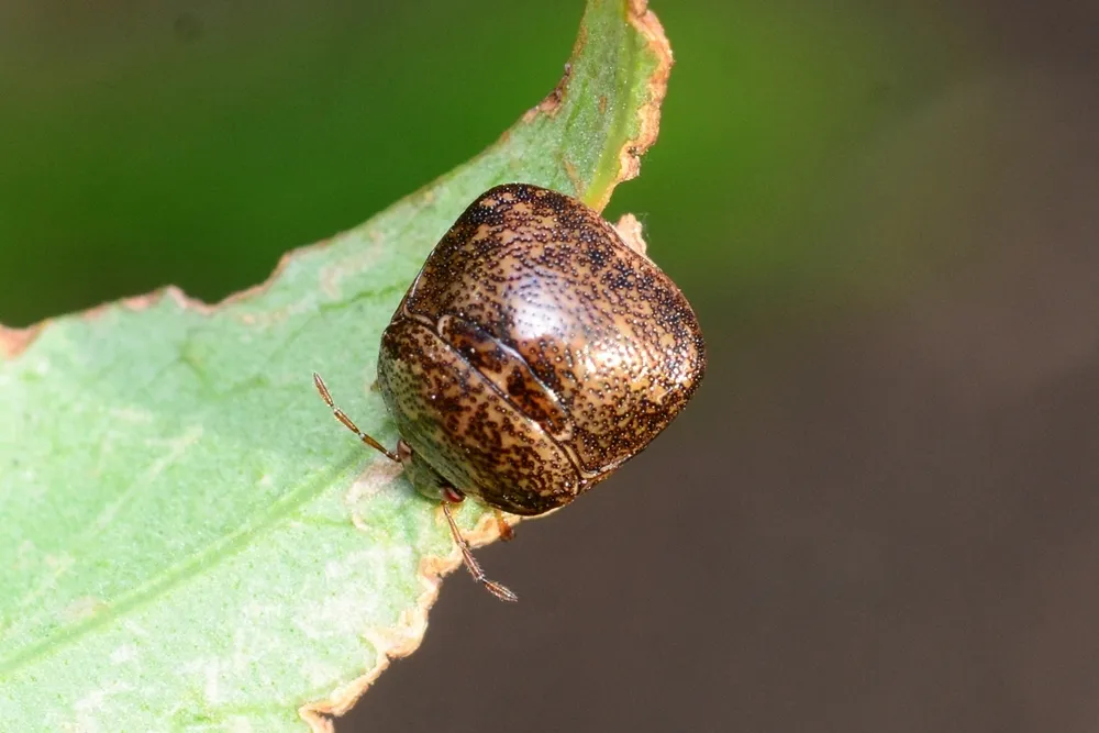 Kudzu Bug - photo 3