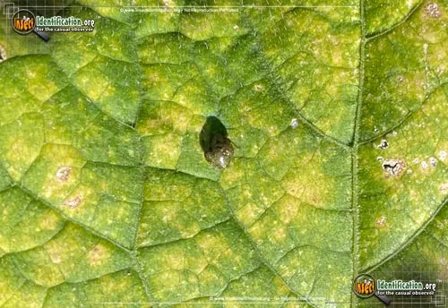 Kudzu Bug - photo 4