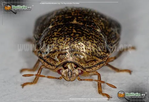 Kudzu Bug - photo 5