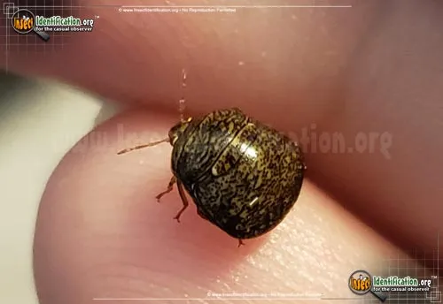 Kudzu Bug - photo 6