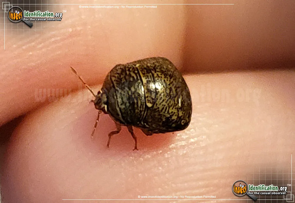 Kudzu Bug - photo 7