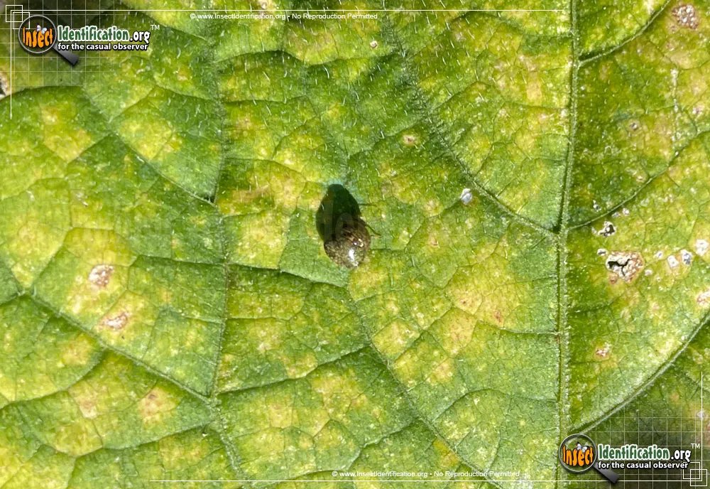 Kudzu Bug - photo 8