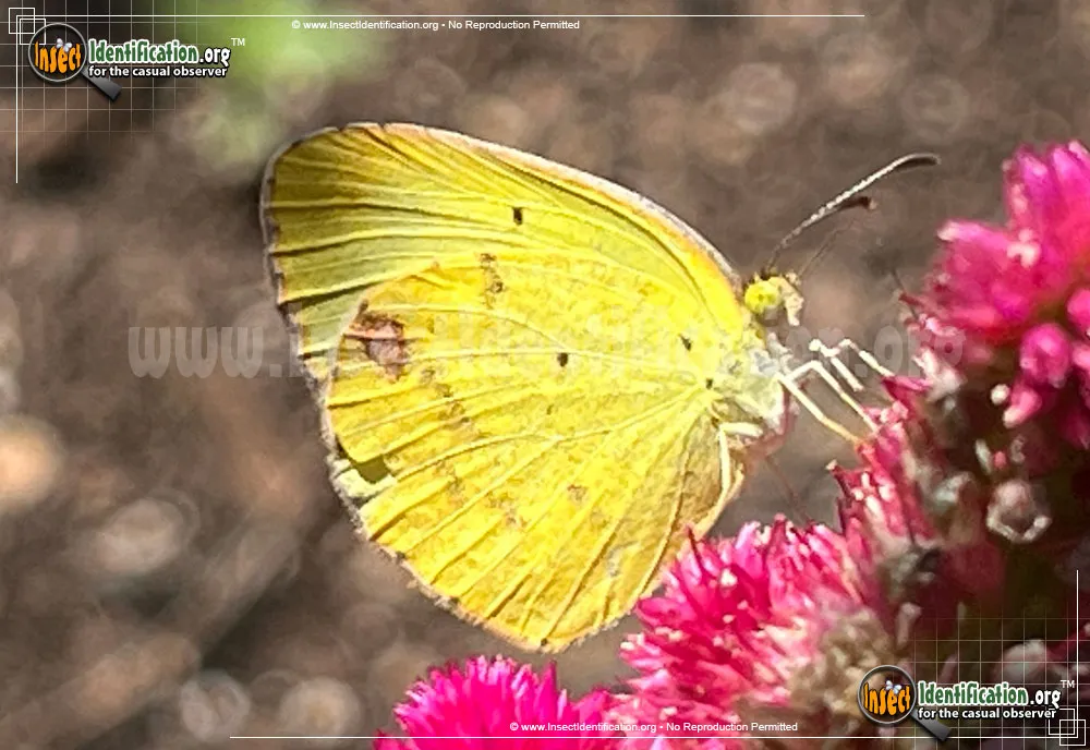 Little Yellow Sulphur - Pyrisitia lisa