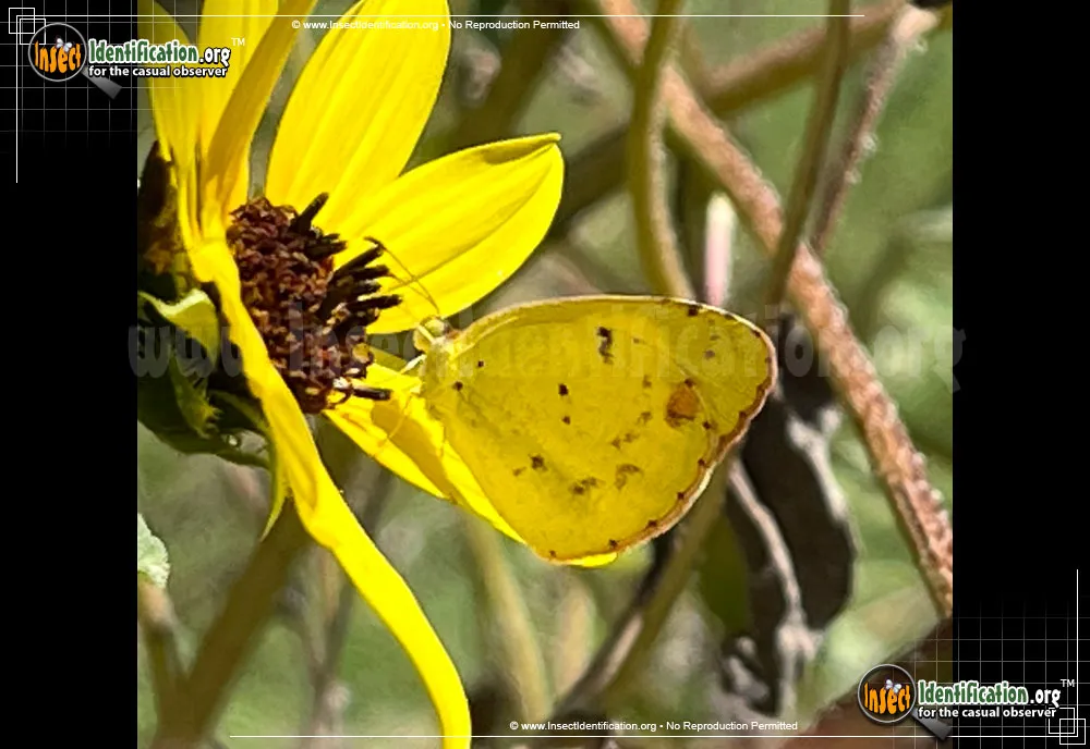 Little Yellow Sulphur - photo 3