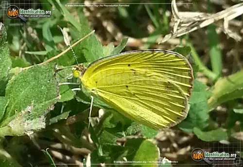 Little Yellow Sulphur - photo 6