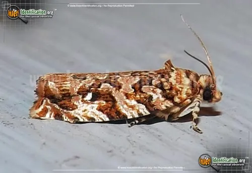 Labyrinth Moth - photo 2