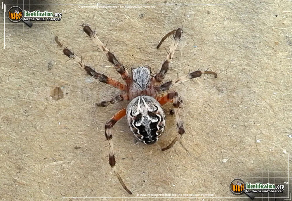 Labyrinthine Orb Weaver Spider - Metepeira labyrinthia