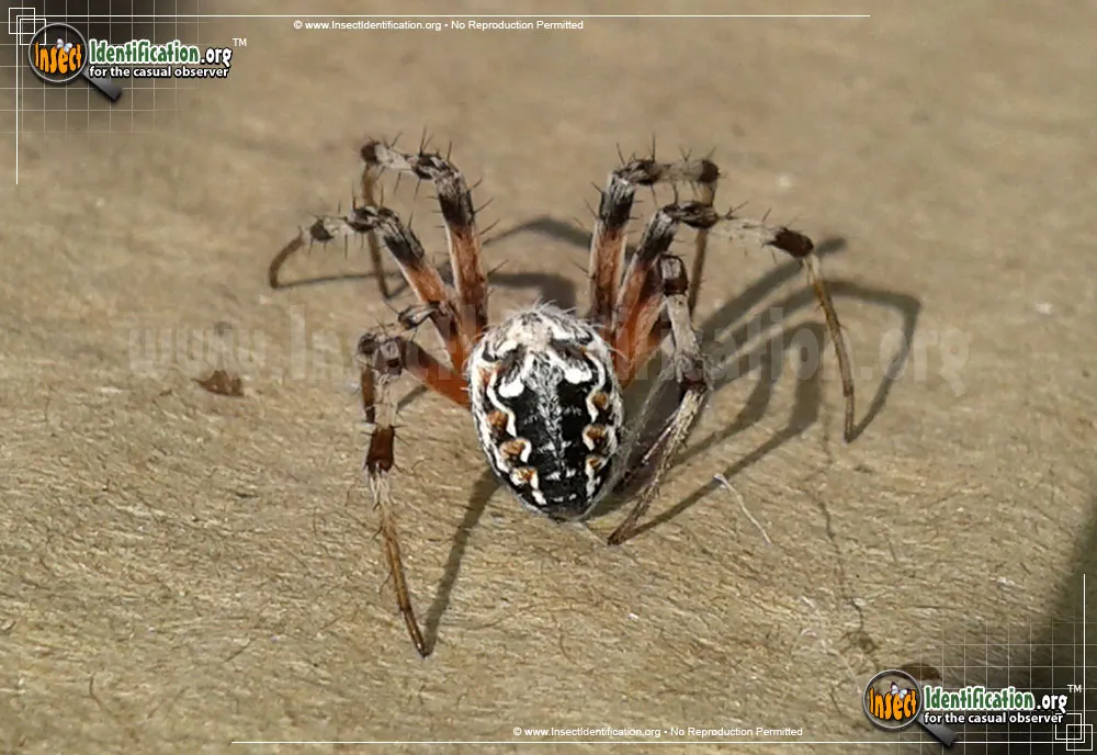 Labyrinthine Orb Weaver Spider - photo 3