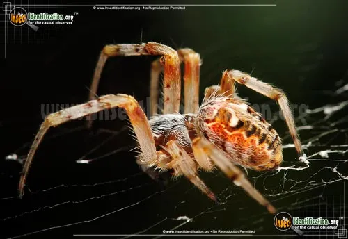 Labyrinthine Orb Weaver Spider - photo 6