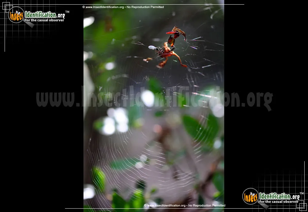 Labyrinthine Orb Weaver Spider - photo 7