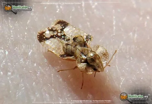 Lace Bug - photo 2