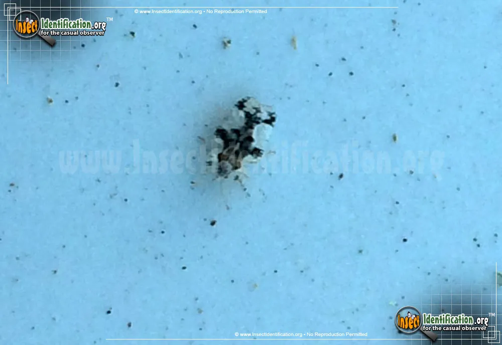 Lace Bug - photo 3