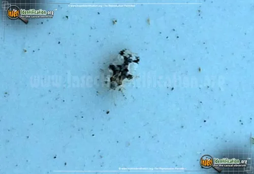 Lace Bug - photo 4