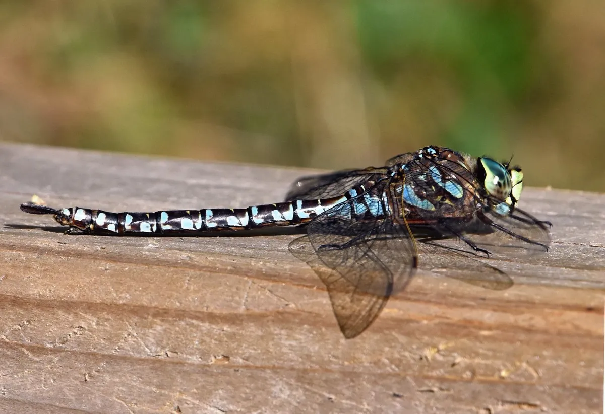 Lake Darner Dragonfly - photo 3