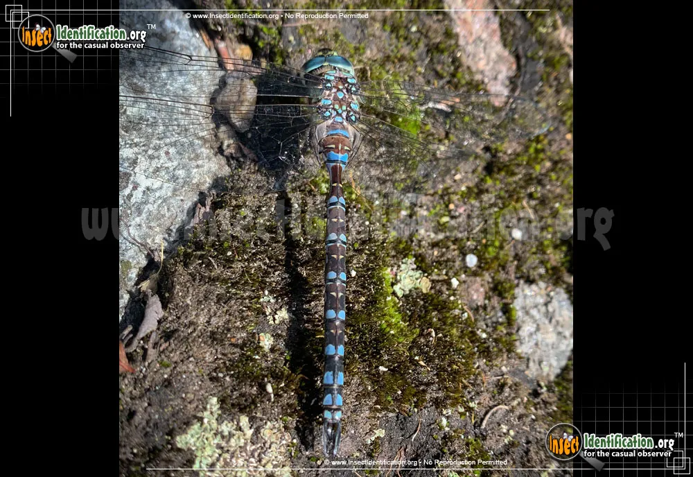 Lake Darner Dragonfly - photo 4