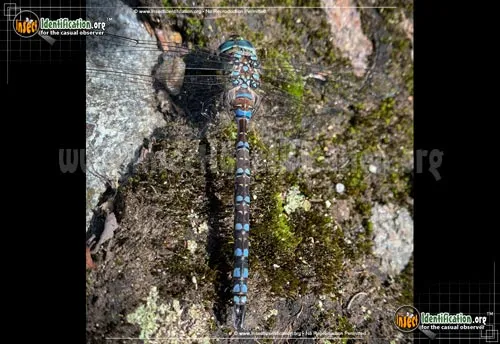 Lake Darner Dragonfly - photo 5