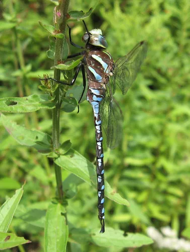 Lance-tipped Darner