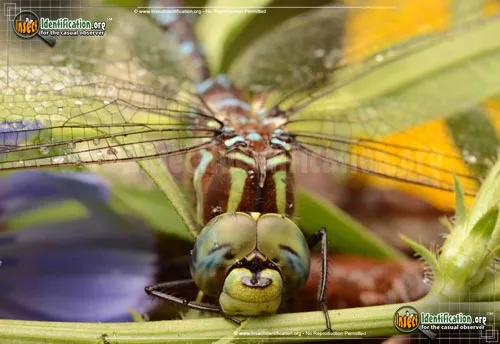 Lance-tipped Darner - photo 8