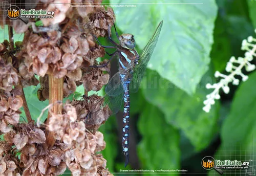 Lance-tipped Darner - photo 3