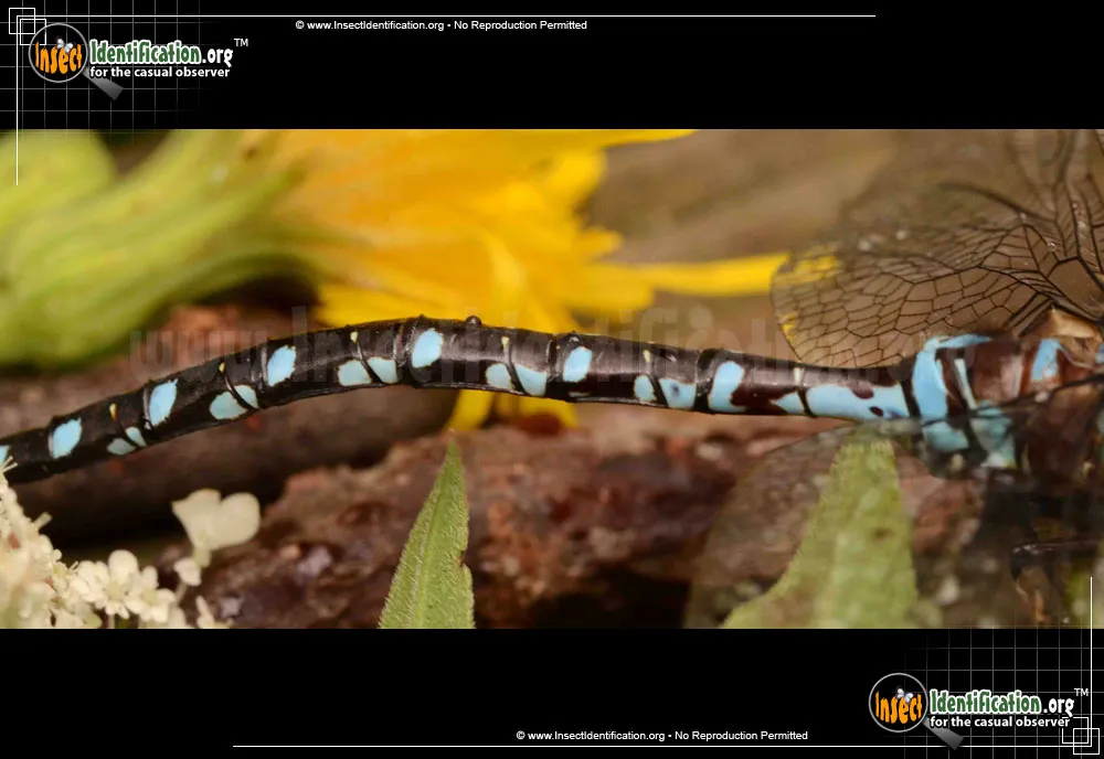 Lance-tipped Darner - photo 6