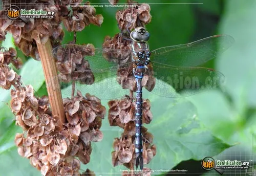 Lance-tipped Darner - photo 7