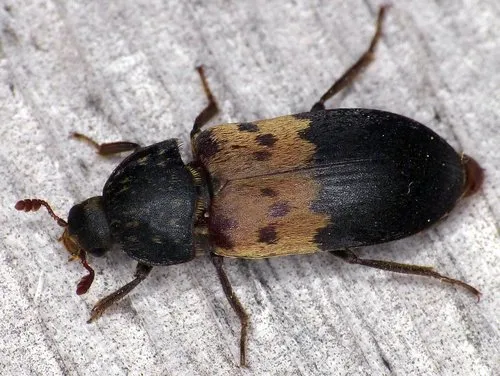 Larder Beetle
