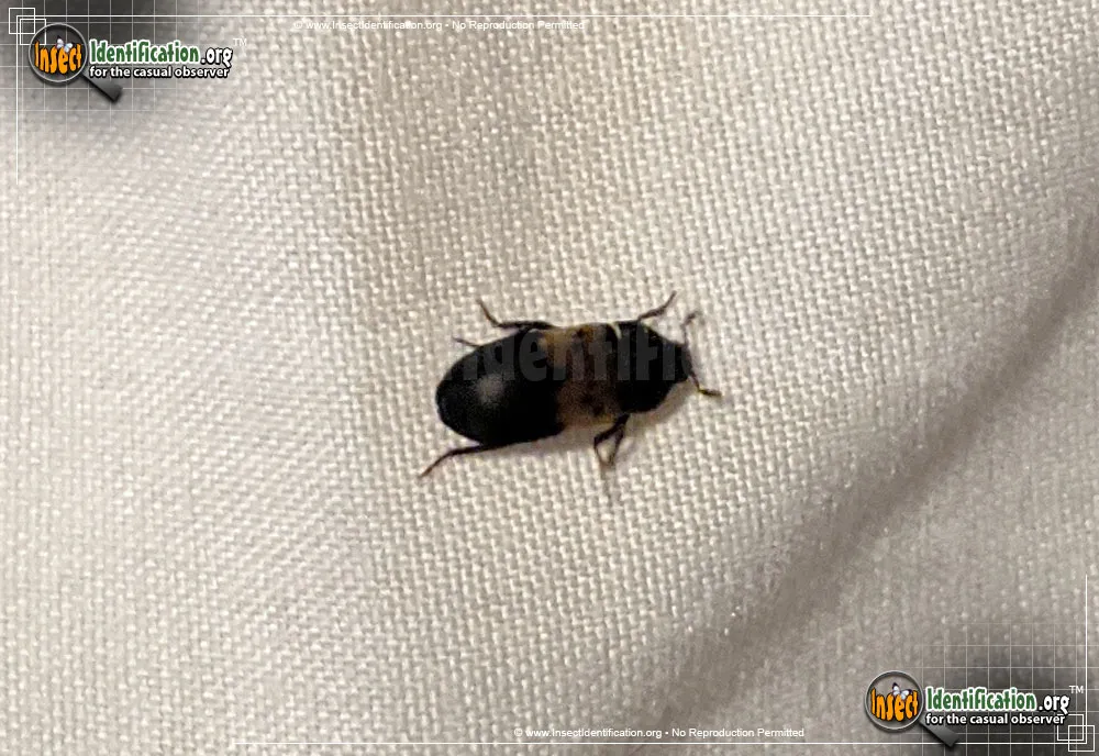 Larder Beetle - photo 4