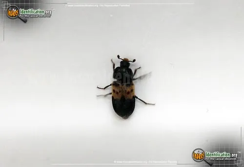Larder Beetle - photo 5