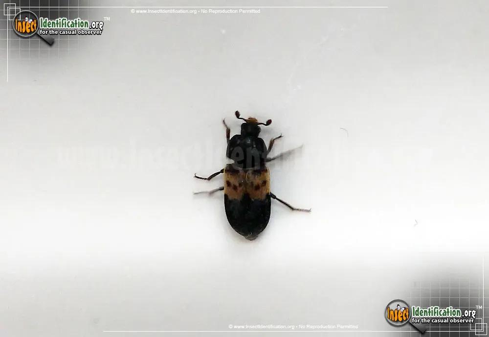 Larder Beetle - photo 6