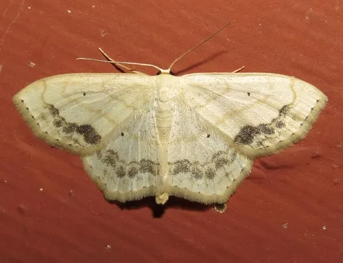 Large Lace-border Moth - Scopula limboundata