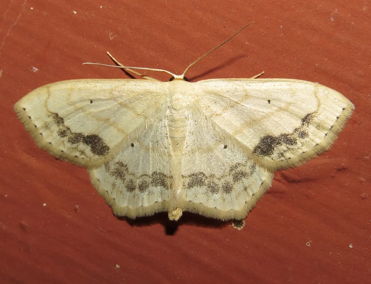 Large Lace-border Moth - photo 3