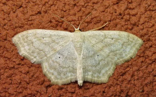 Large Lace-border Moth - photo 4