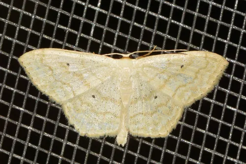 Large Lace-border Moth - photo 5