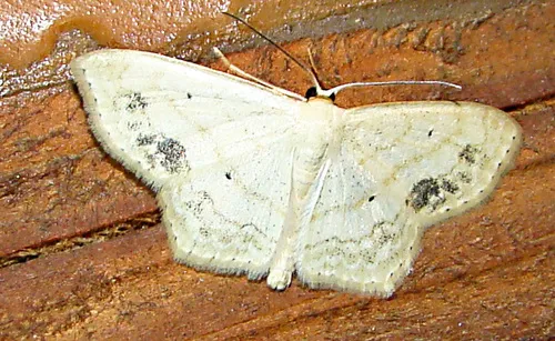 Large Lace-border Moth - photo 6