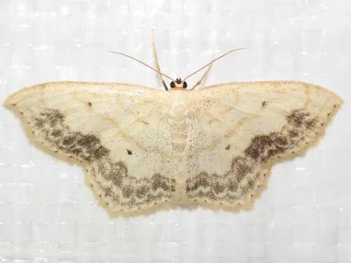 Large Lace-border Moth - photo 7