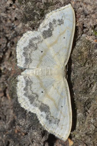 Large Lace-border Moth - photo 8
