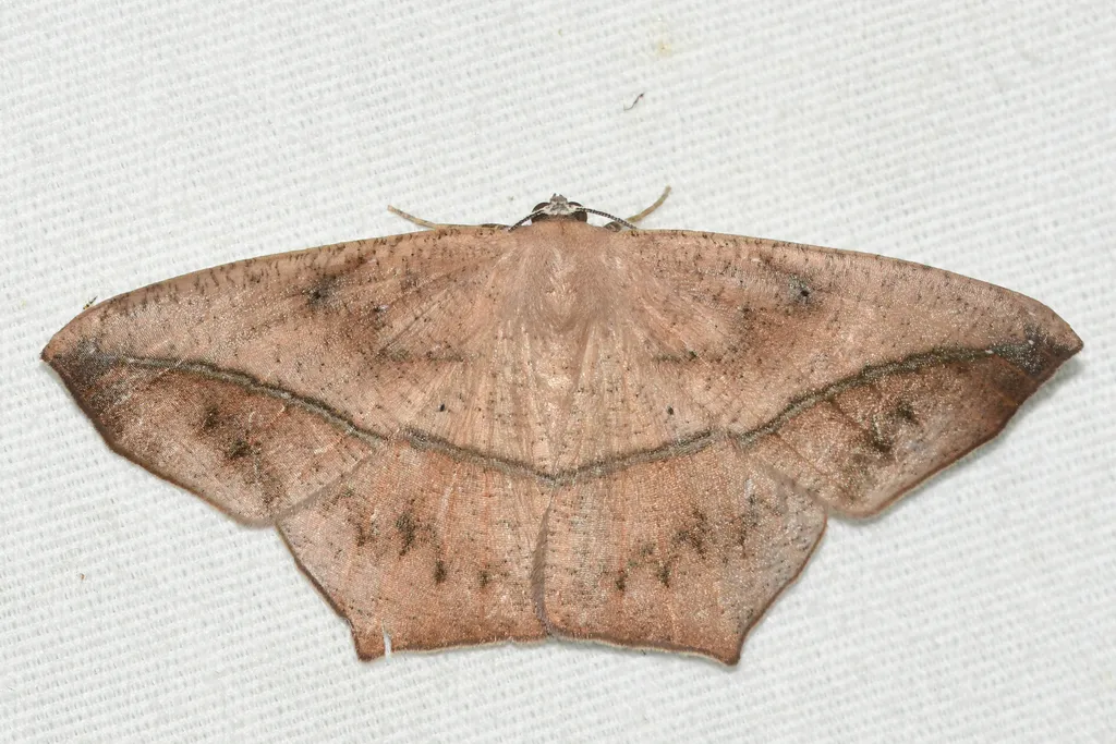 Large Maple Spanworm Moth - photo 2