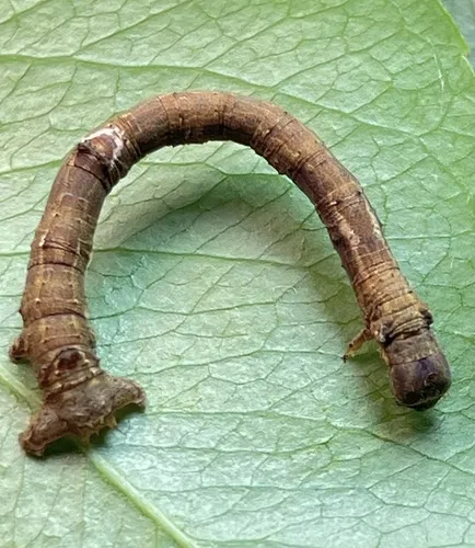 Large Maple Spanworm Moth - photo 3