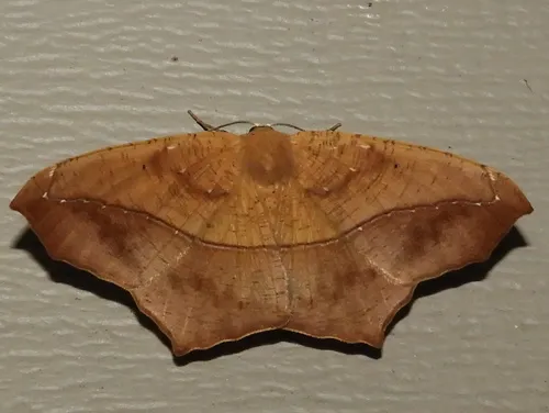 Large Maple Spanworm Moth - photo 4