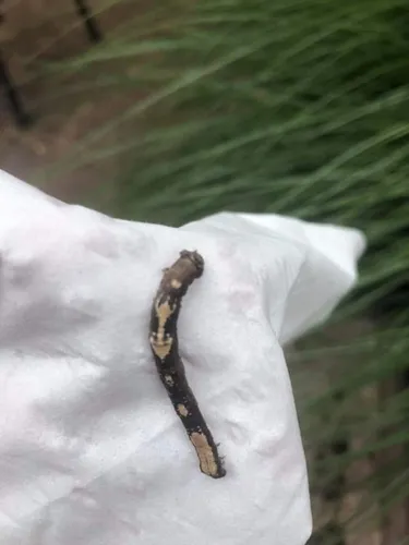 Large Maple Spanworm Moth - photo 5