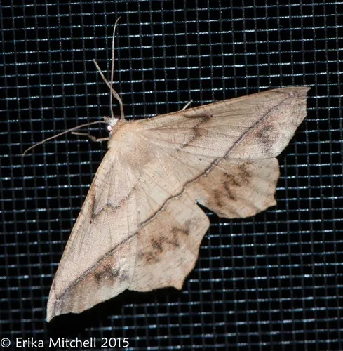 Large Maple Spanworm Moth - photo 6