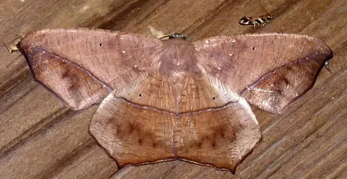Large Maple Spanworm Moth - photo 7
