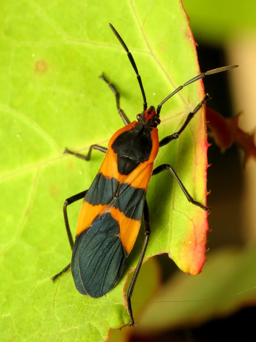 Large Milkweed Bug - photo 3