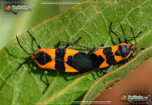 Large Milkweed Bug - photo 4