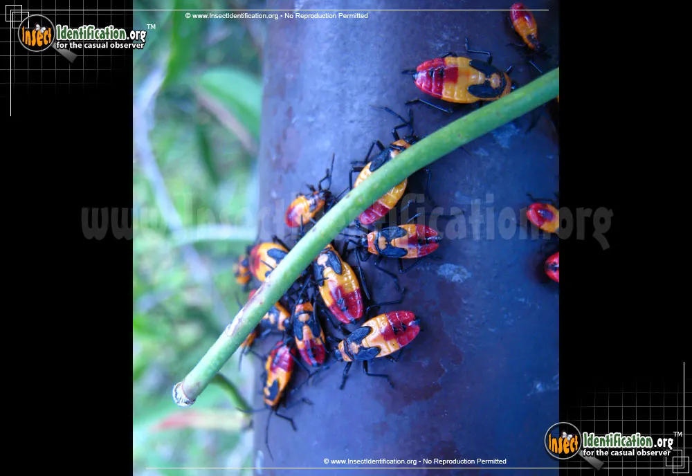 Large Milkweed Bug - photo 5