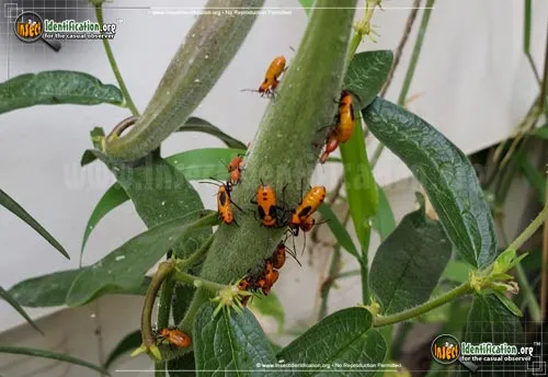 Large Milkweed Bug - photo 6