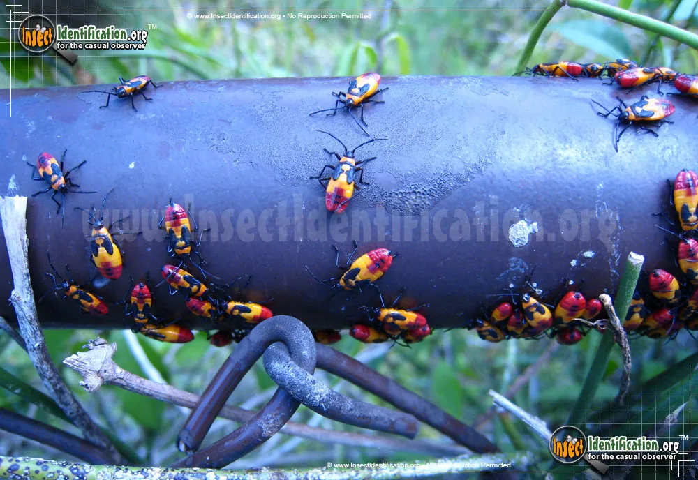 Large Milkweed Bug - photo 7