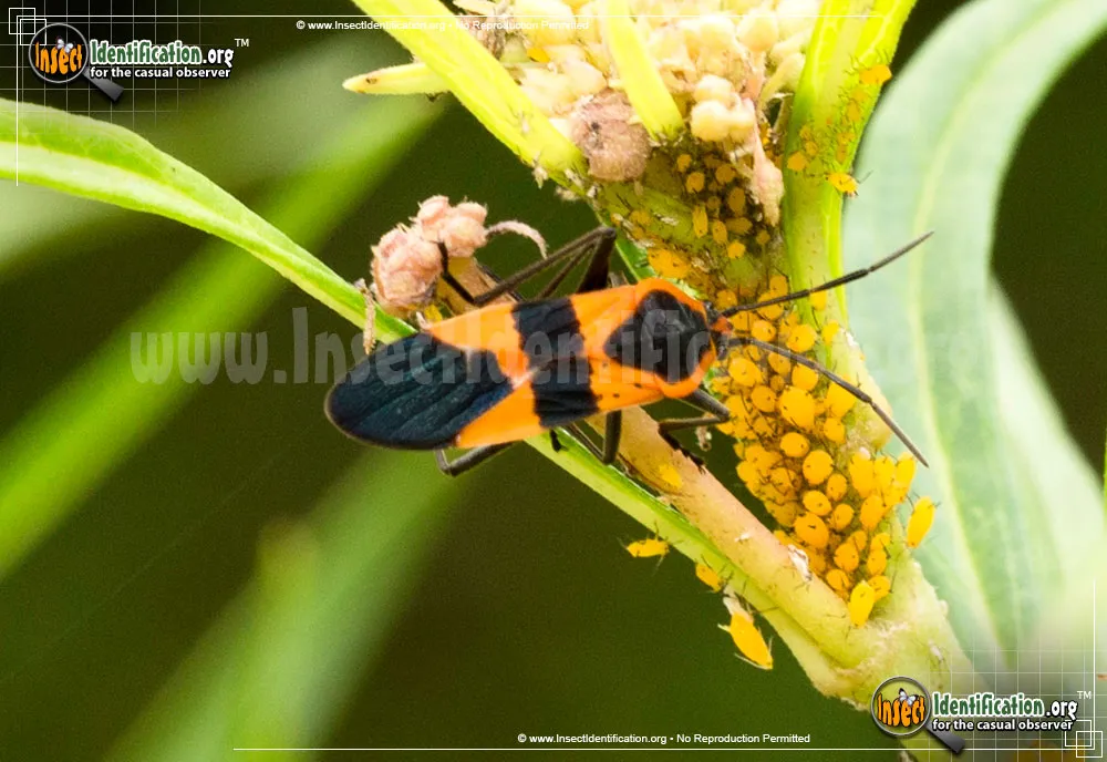 Large Milkweed Bug - photo 8